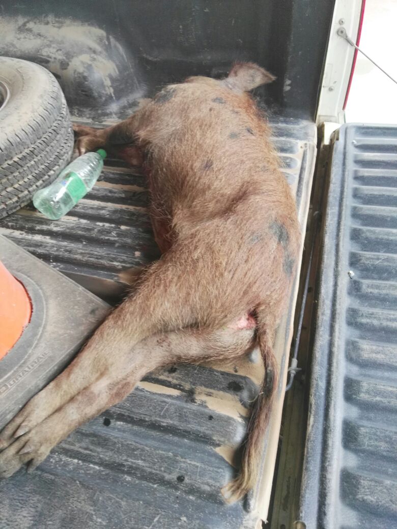 caza fauna silvestre en San Bernardo (2)