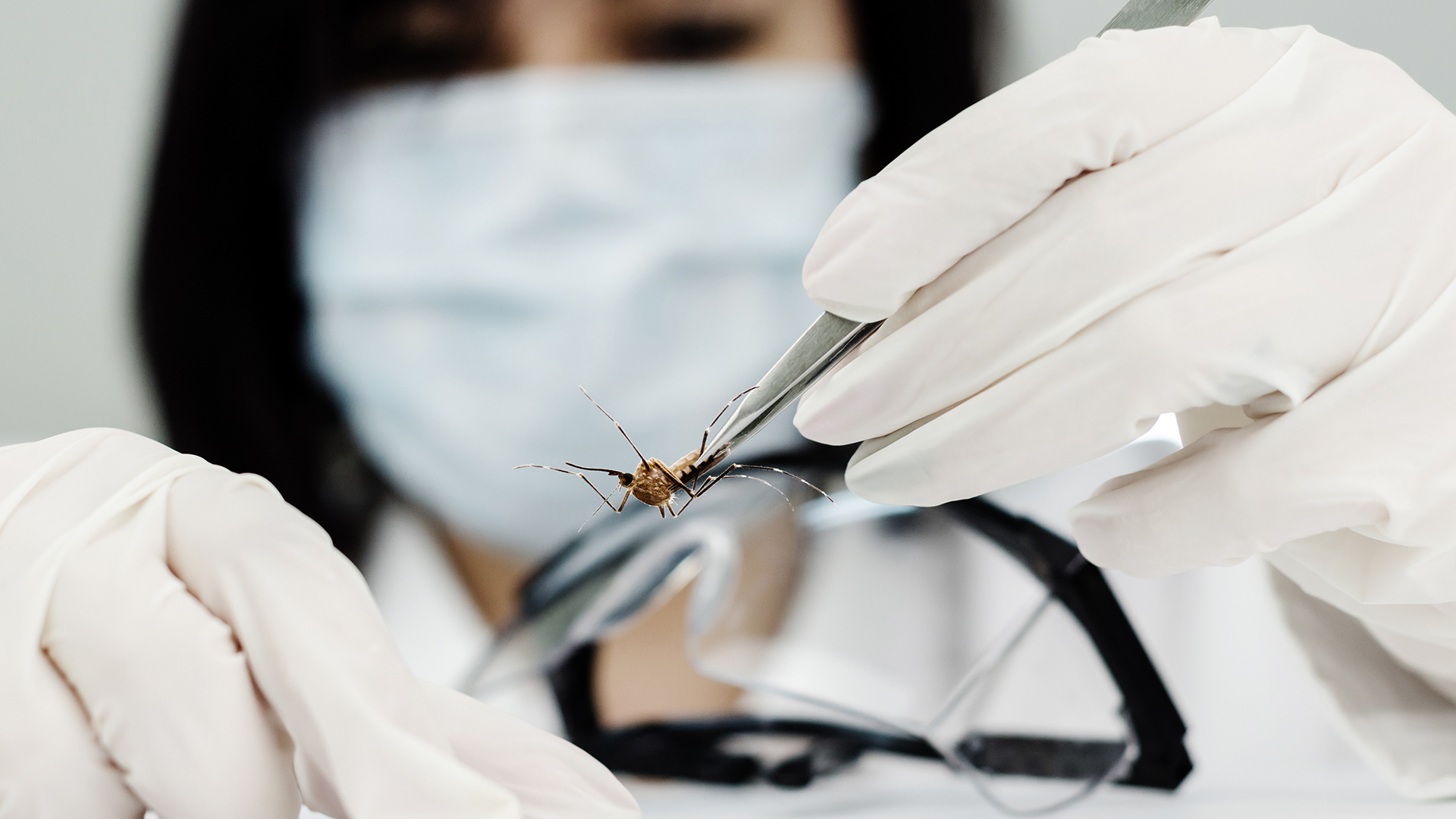 Confirman 12 casos de dengue en residentes de la Ciudad de Buenos Aires sin antecedentes de viaje dengue