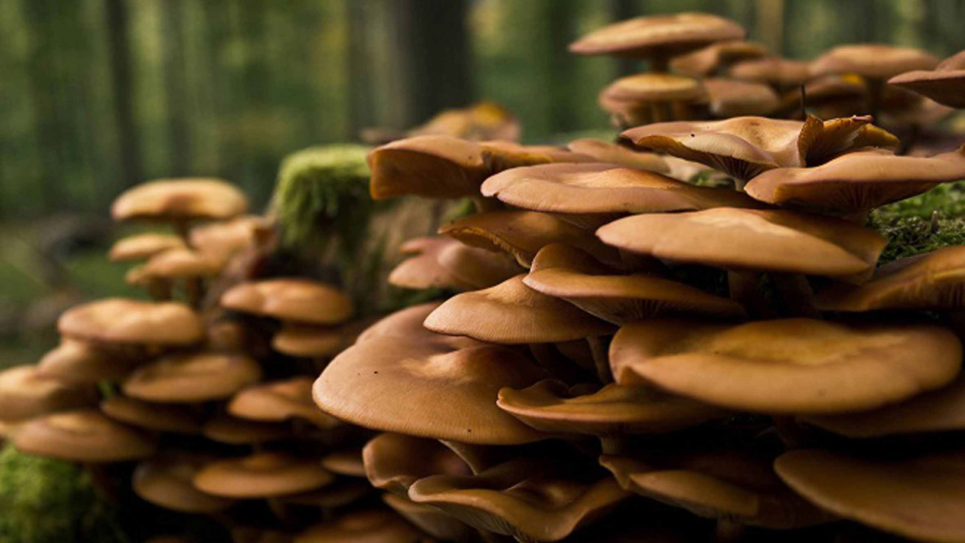 Estudiantes mexicanos utilizan hongos para elaborar productos de belleza