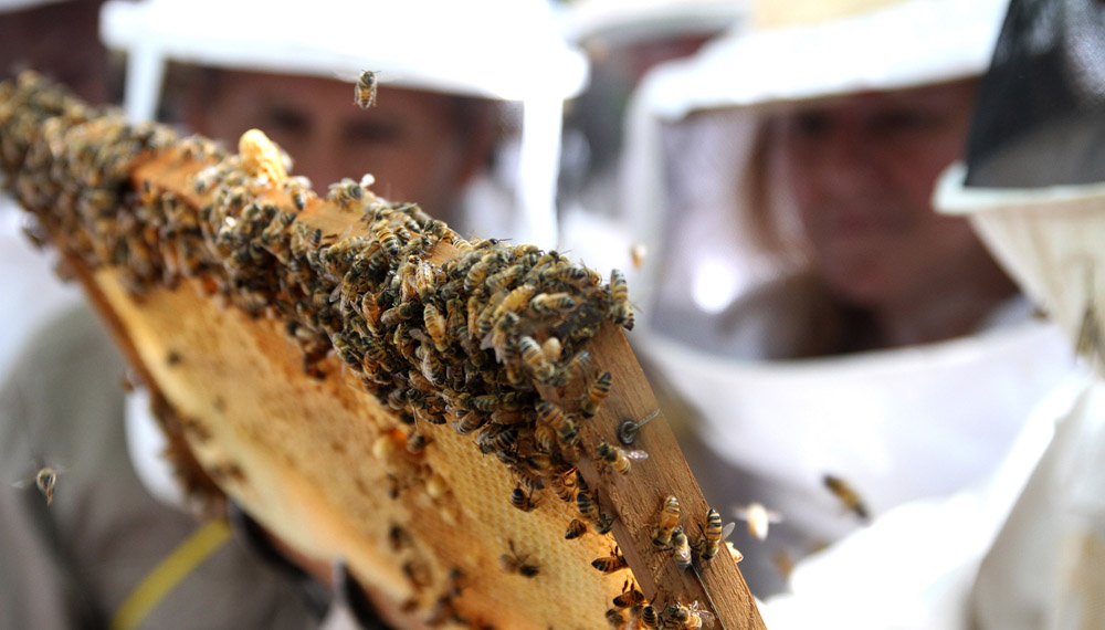 miel-abejas