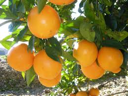 naranja