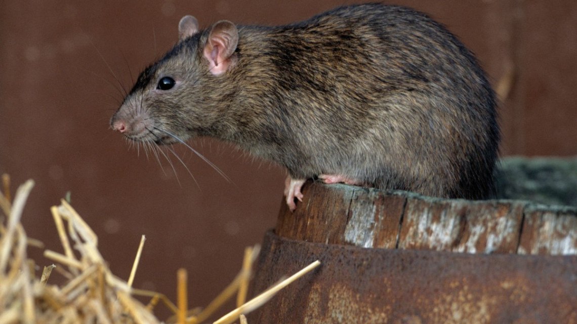 rata