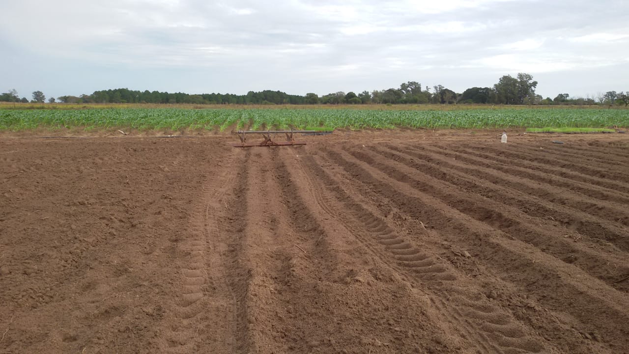Campo de Medio