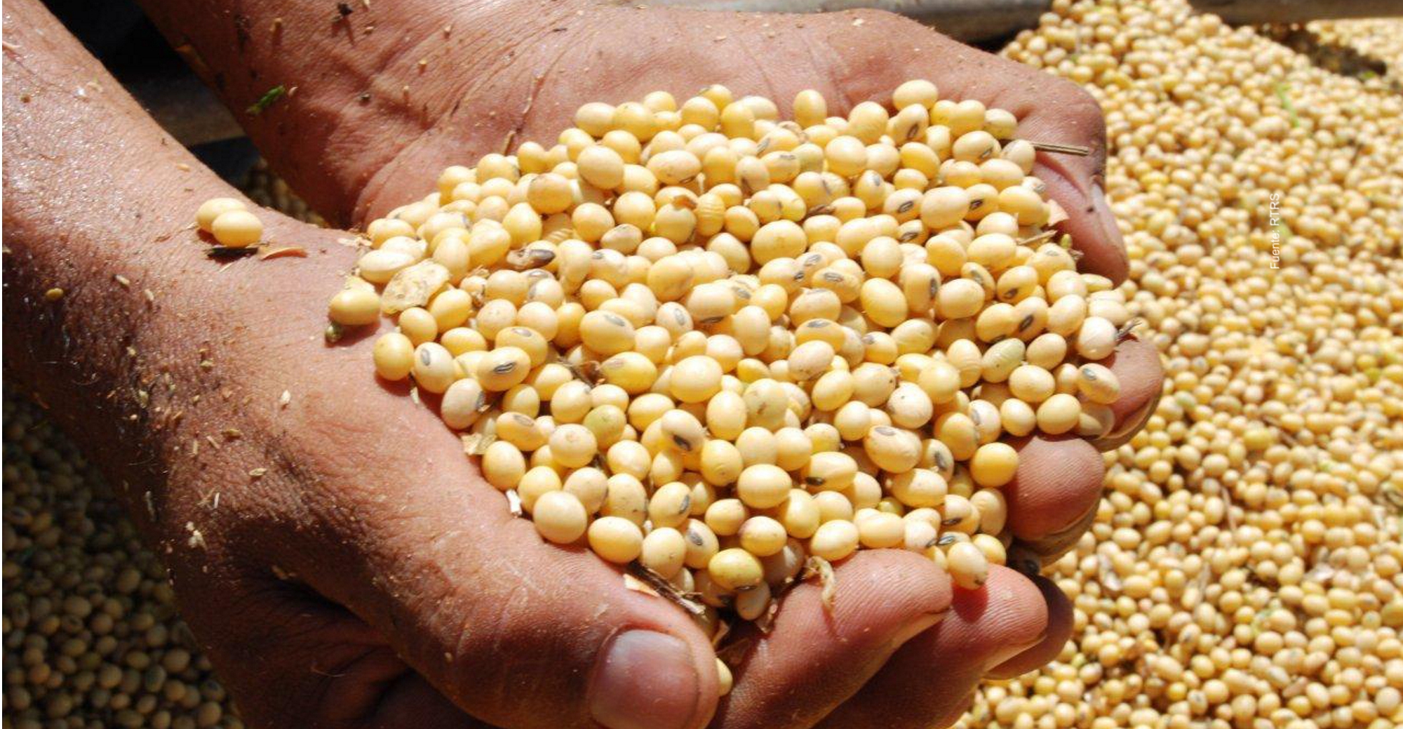 Porotos-de-soja