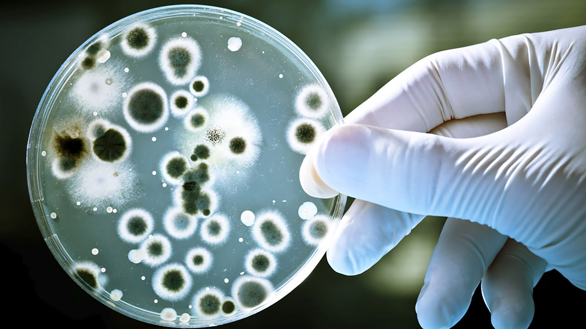 Descubren cómo evolucionan las bacterias tras colonizar un nuevo ambiente
