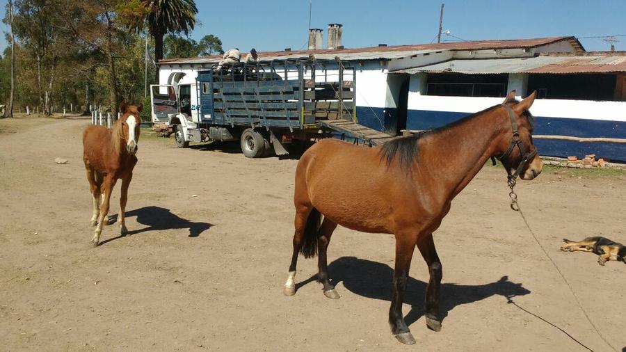 equinos