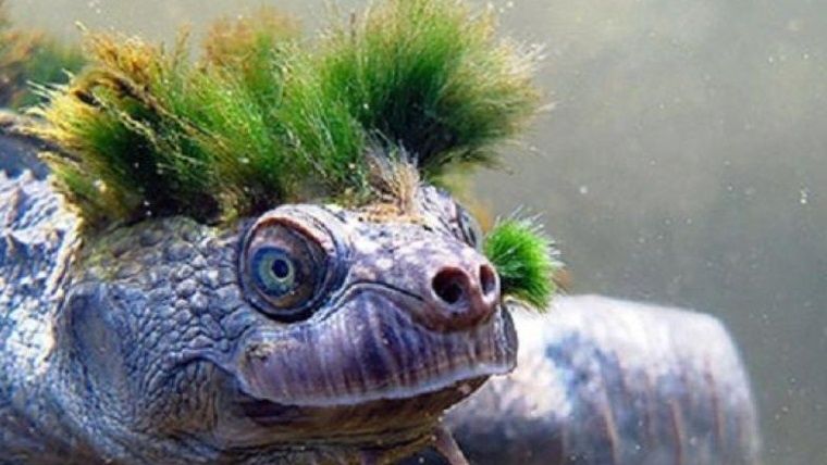 tortuga_punk_