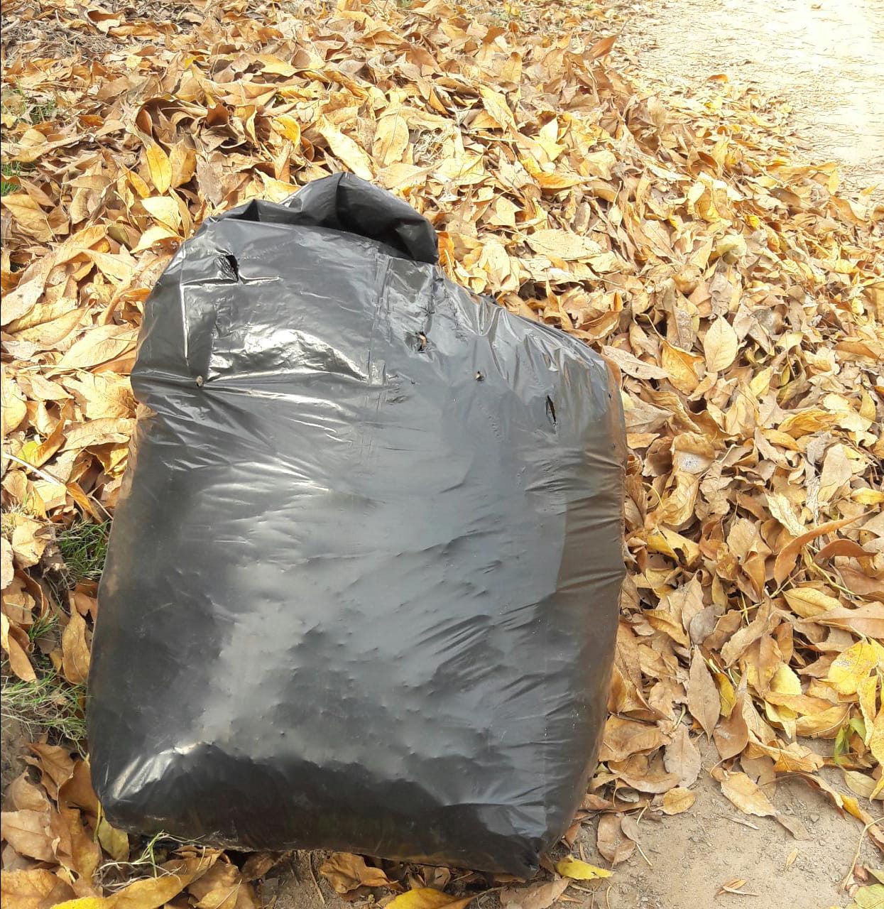 SE DEBEN EMBOLSAR LAS HOJAS PARA SU RECOLECCIÓN | Radio EME