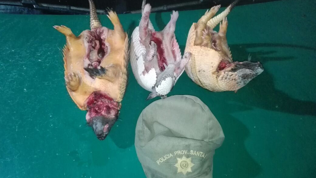 Decomiso-animales-de-Los-Pumas-de-Villa-Minetti