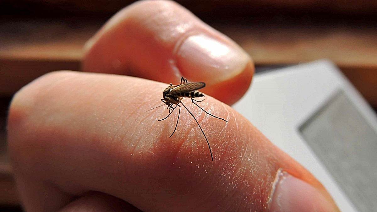 dengue Advierten en Santa Fe sobre enfermedades reemergentes
