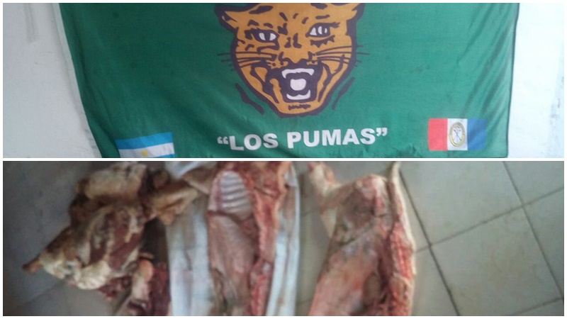 pumas_abigeato