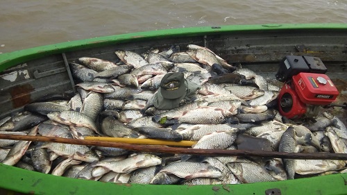Decomisaron pescado en Arroyo Leyes