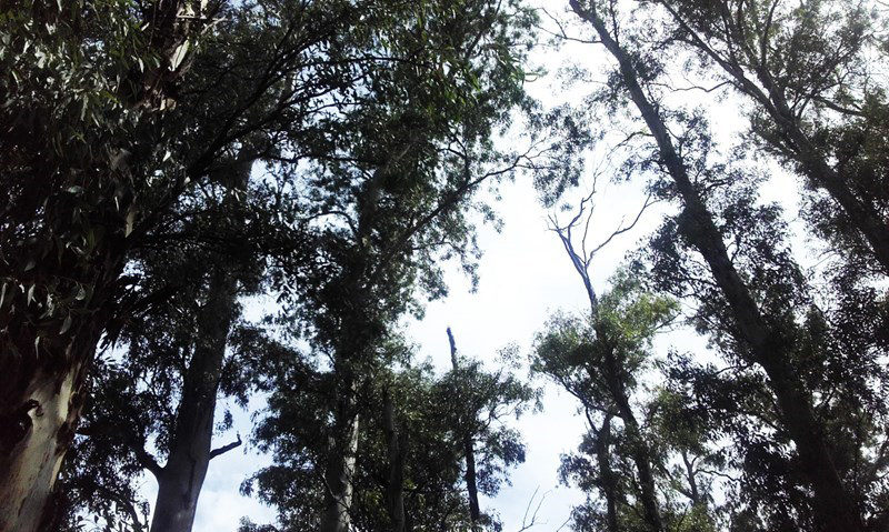 arbol