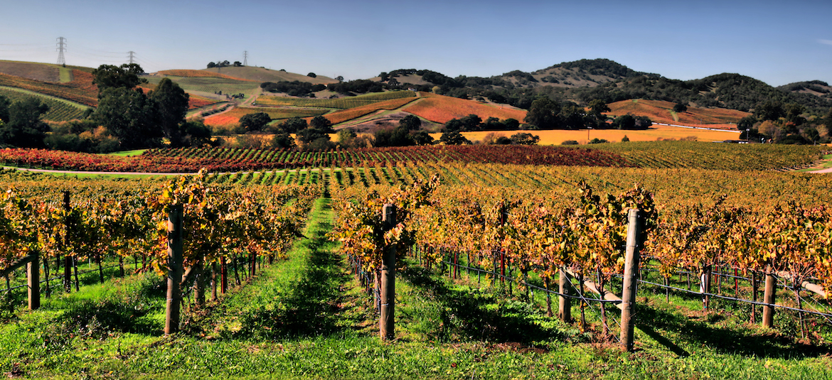vino