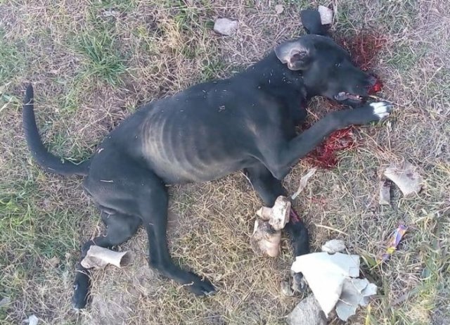 perro muerto