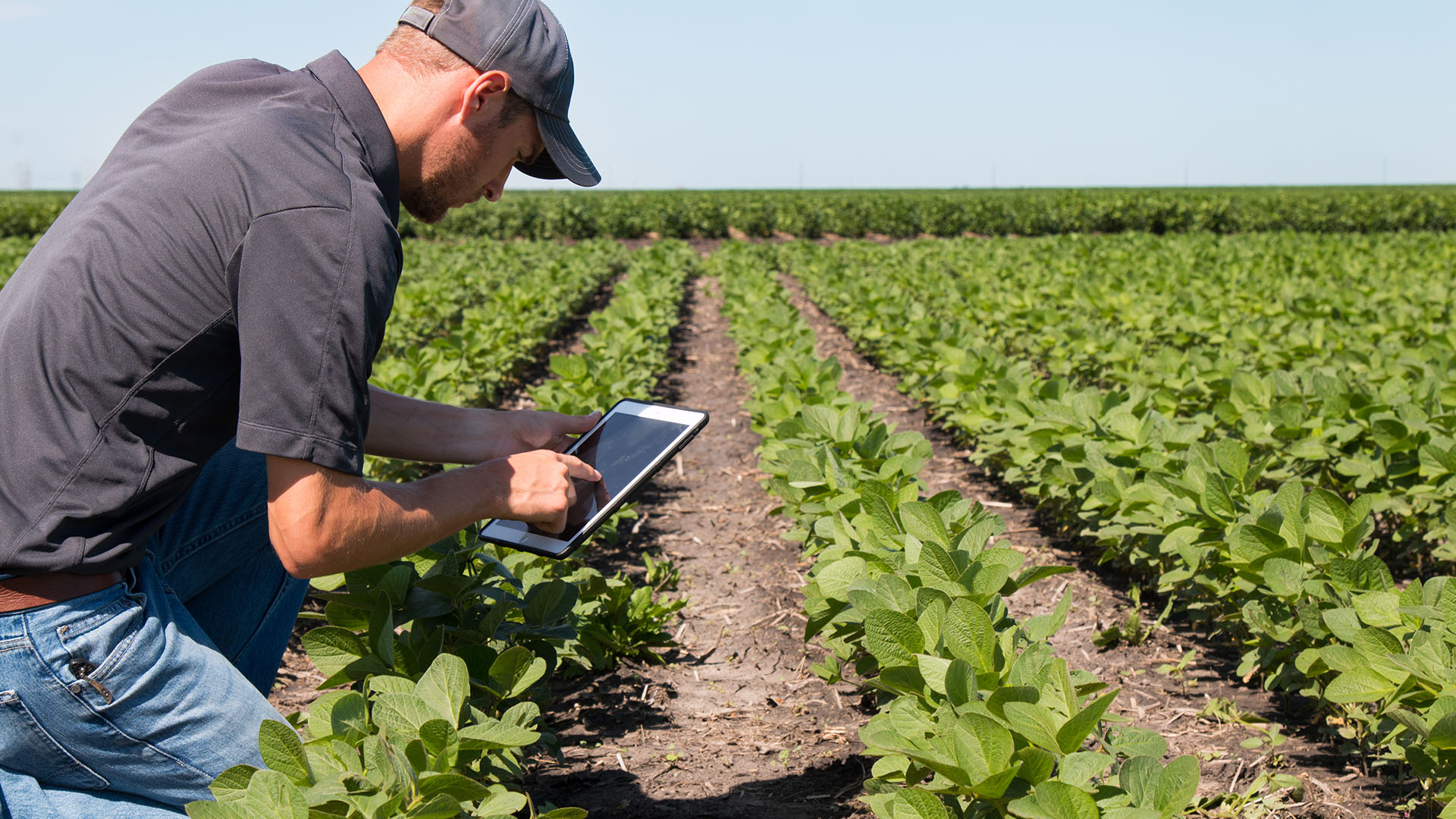 Próximamente 5 de cada 10 productores comprarán mediante plataformas online