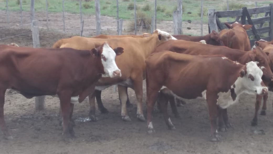 Animales-hallados-en-campo-de-LOgroño-3