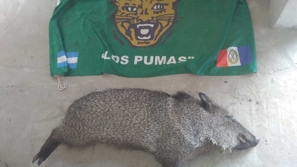Caza-animal-silvestre-en-Tostado