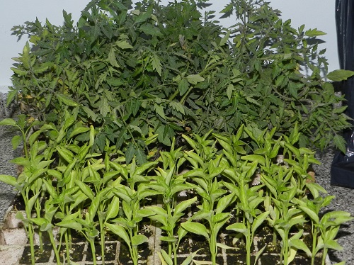 TALLER DEL PROYECTO DE FRUTALES NATIVOS 3