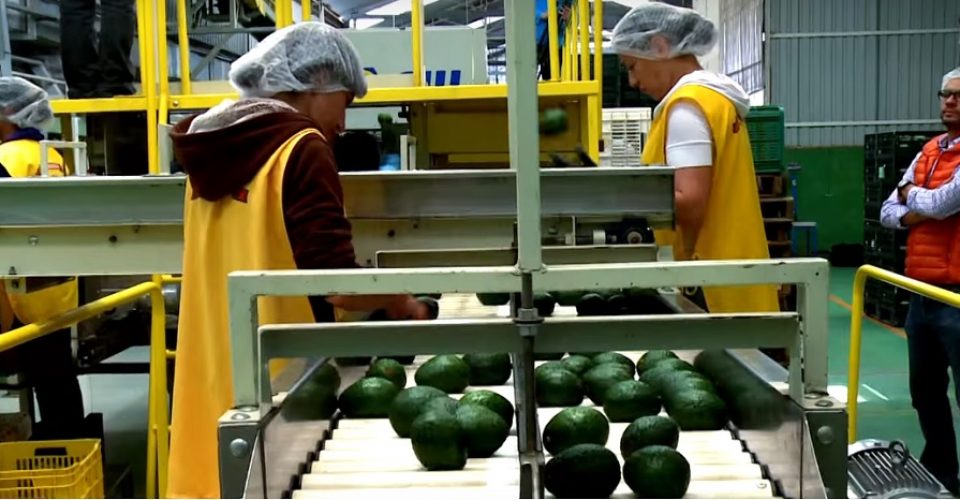 aguacate-trump-impuesto-exportaciones-960x500