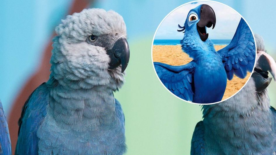 guacamayo