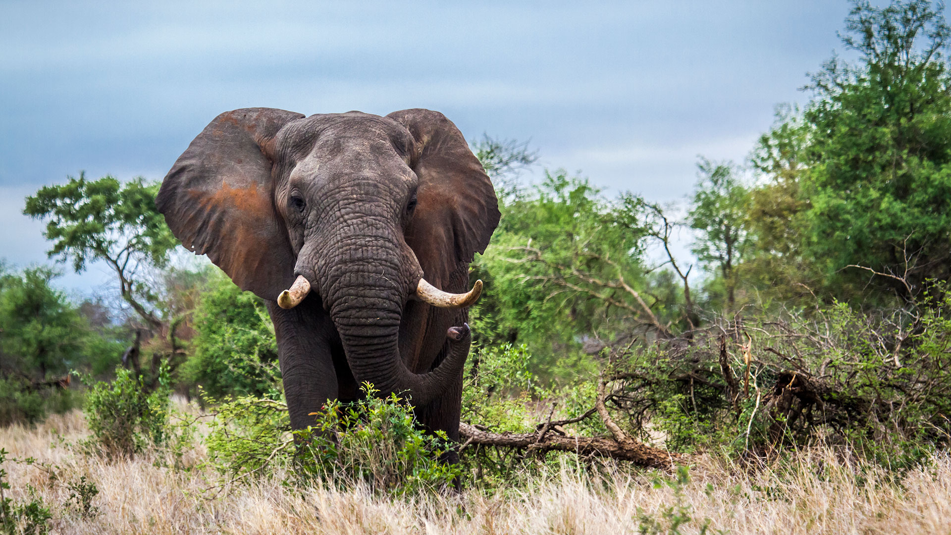 Una turista alemana murió aplastada por un elefante en un safari en Zimbabue elefante