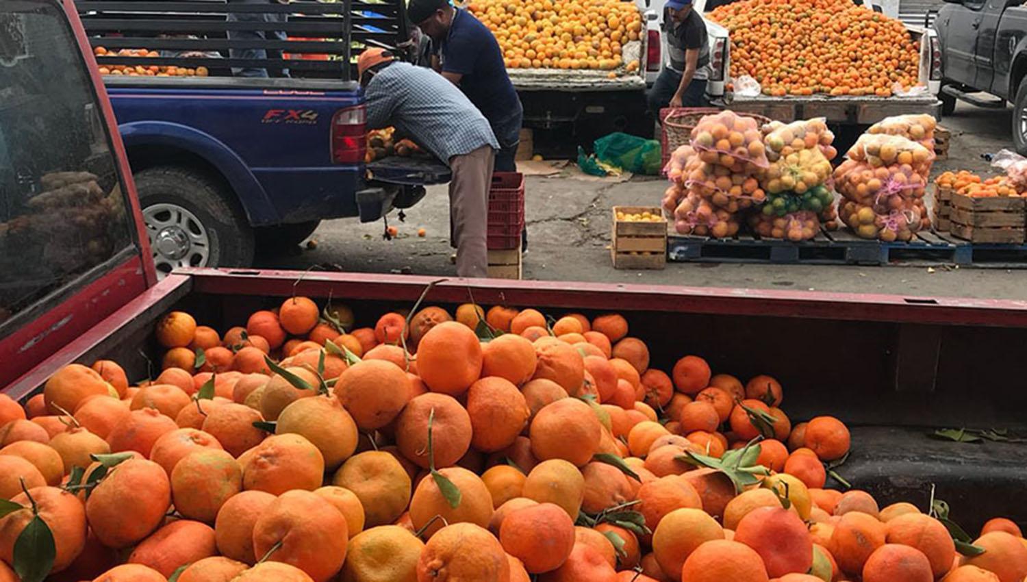 citrus+