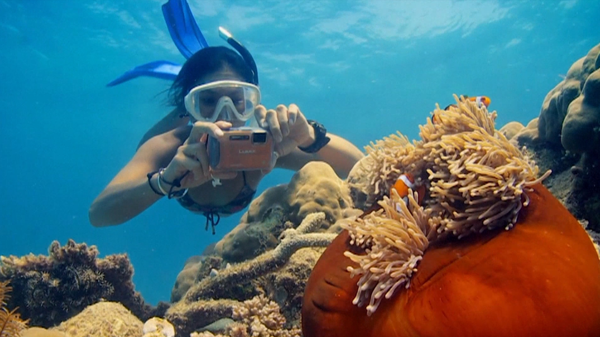 Gran Barrera de Coral la lucha por una maravilla natural que divide a