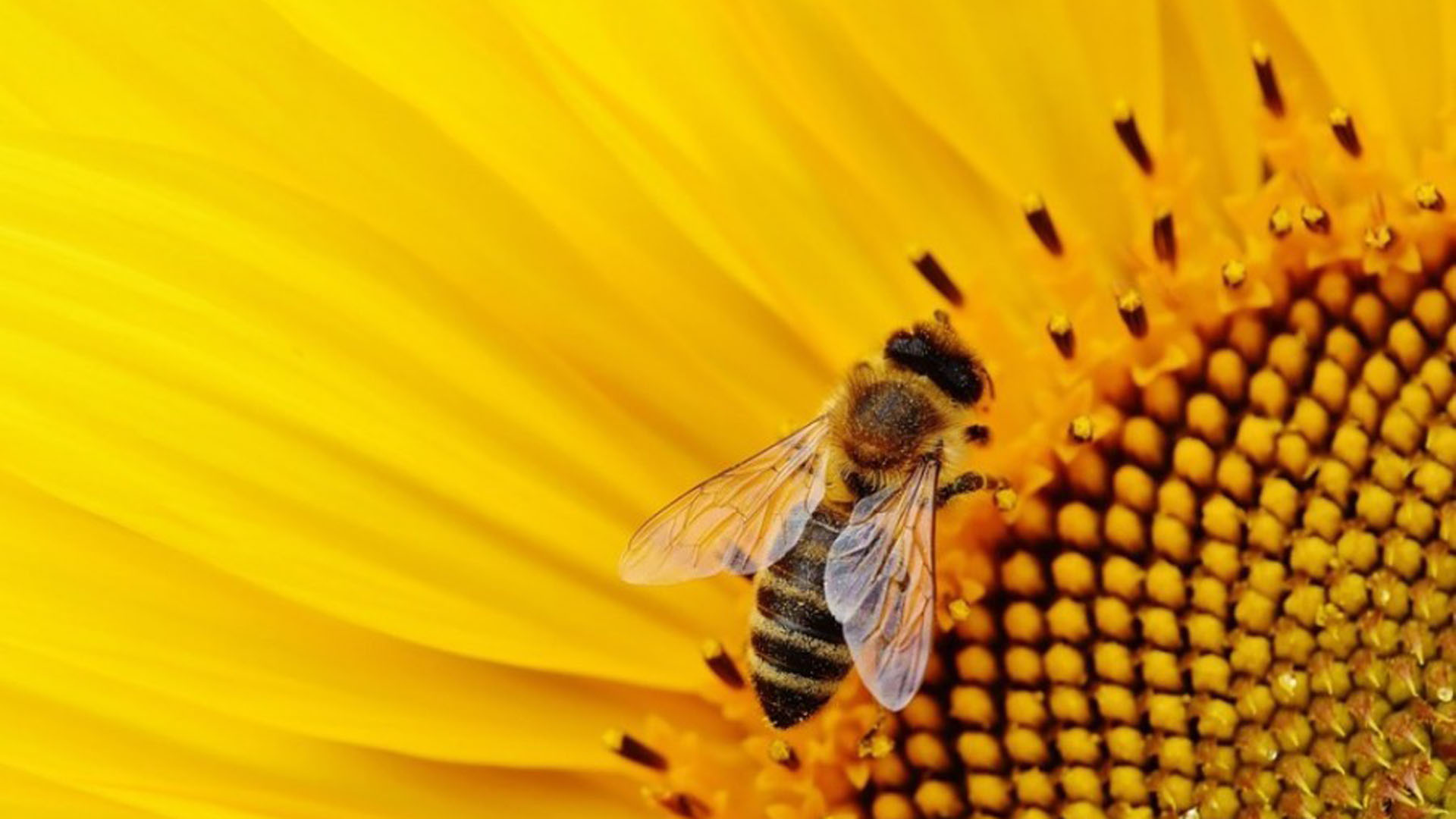 abeja_1