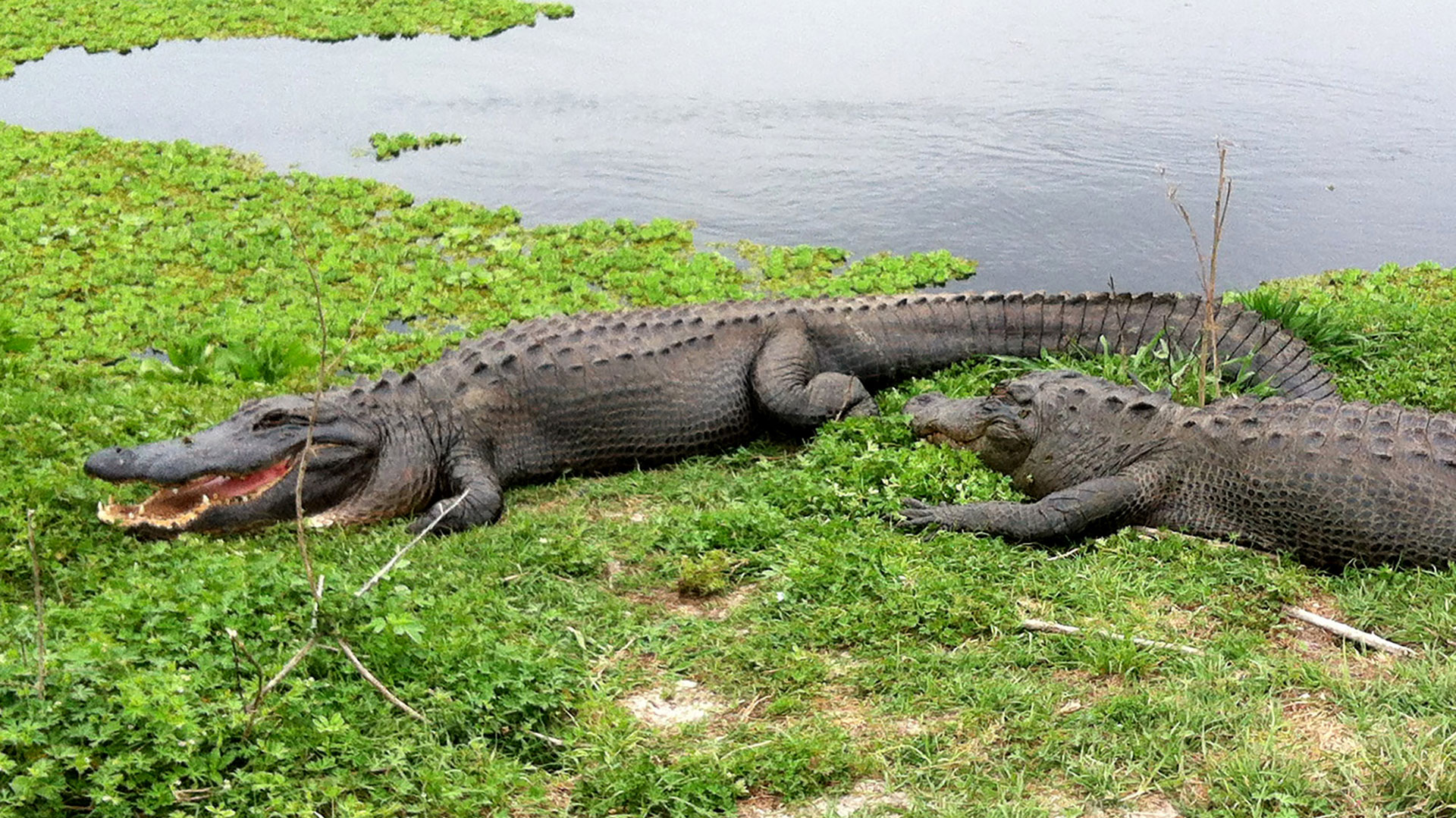 Exóticos y majestuosos: cuáles son los siete animales más longevos del mundo