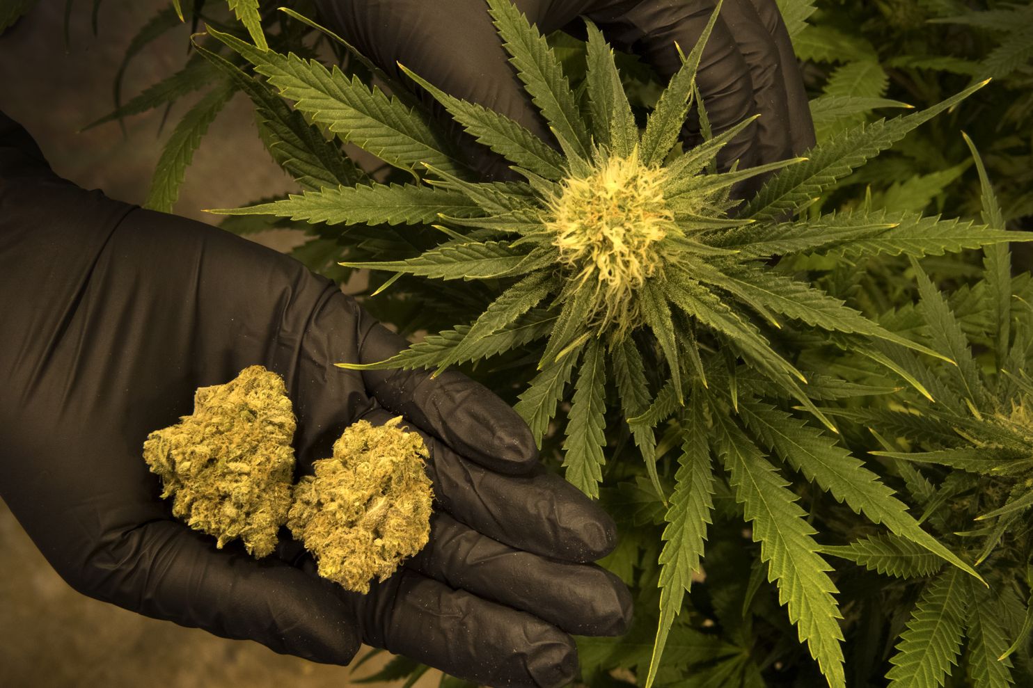 marihuana-maryland-cannabis cannabis