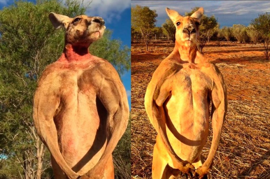 canguro fisicoculturista