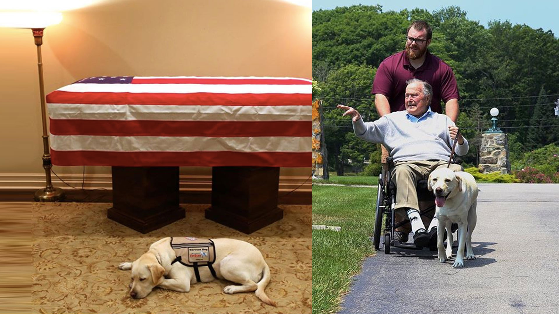 Perro-George-Bush-padre-ataud-1