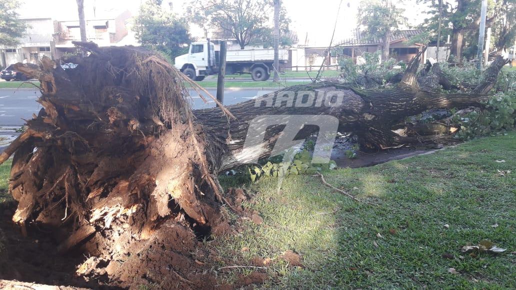 arbol