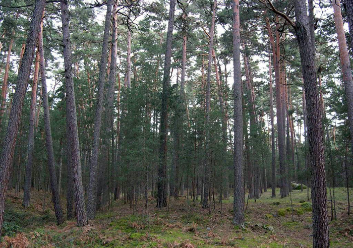 Ley Promoción Forestal