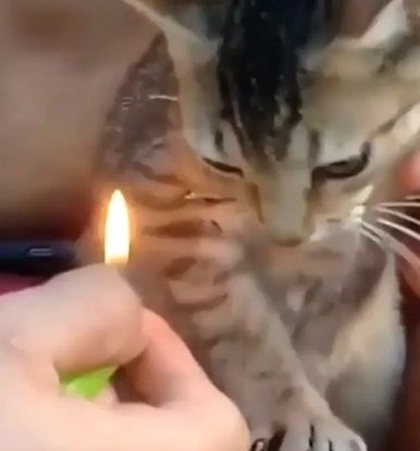 gatito