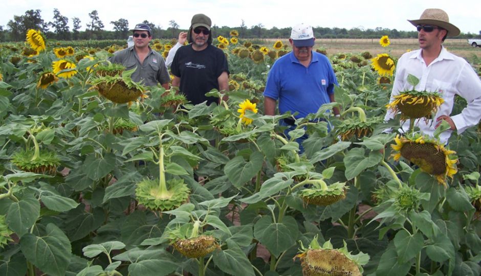 girasol girasol