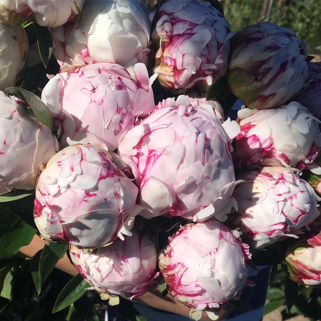 peonia
