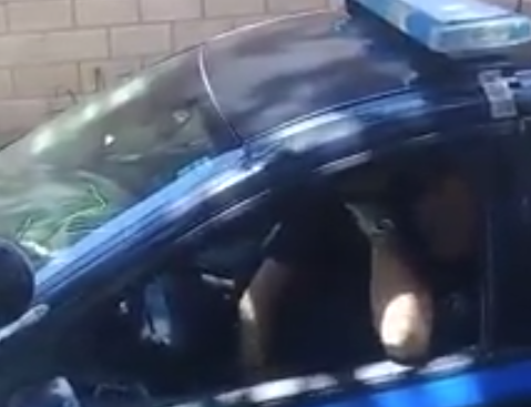 policia policia