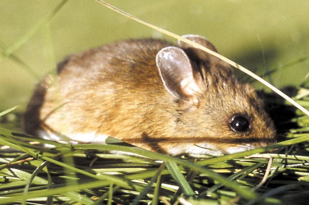 hantavirus