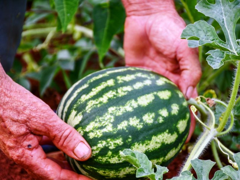 Sandia