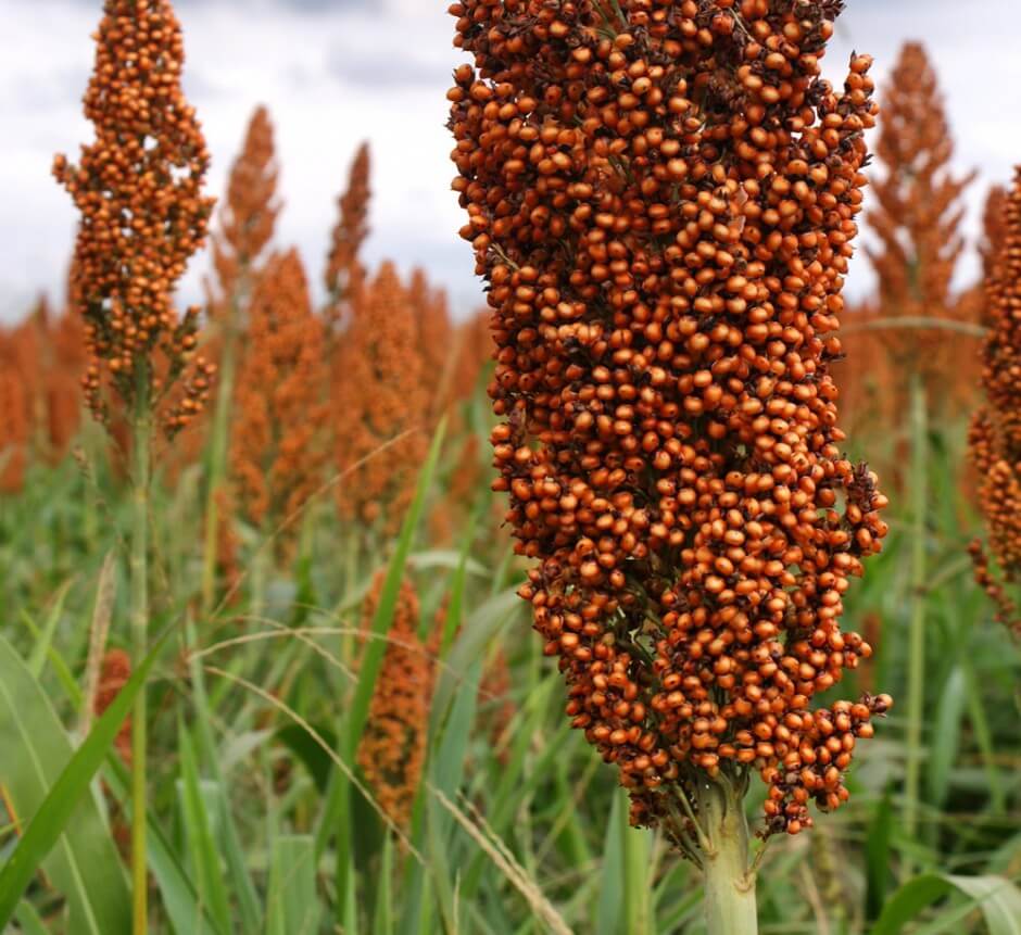 sorgo