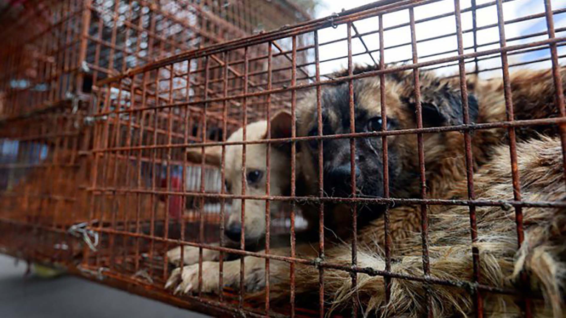 Una ordenanza municipal legalizó la matanza de perros en Puerto Deseado Perros