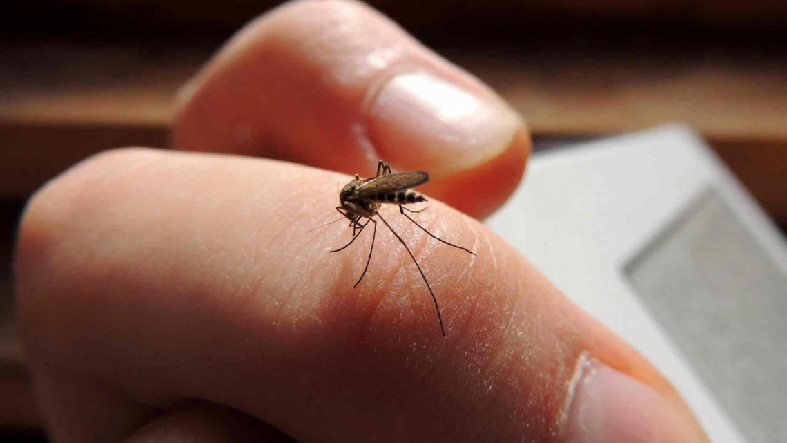 Dengue