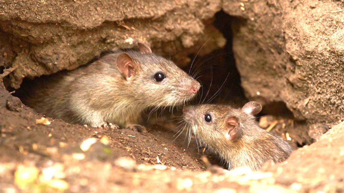 hantavirus