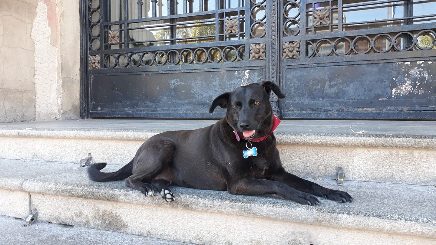 Negrita
