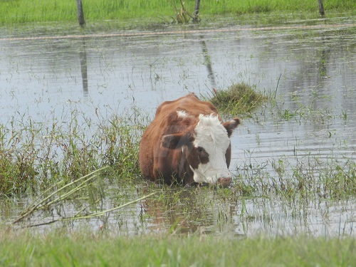 emergencia agropecuaria