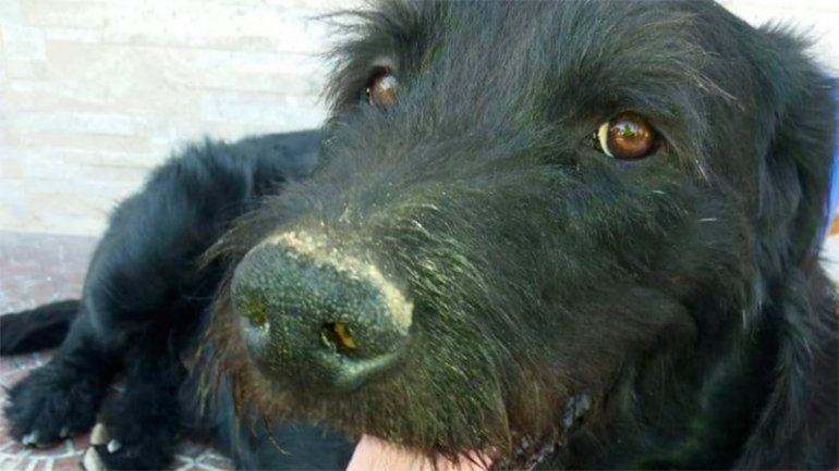 bigotes perro