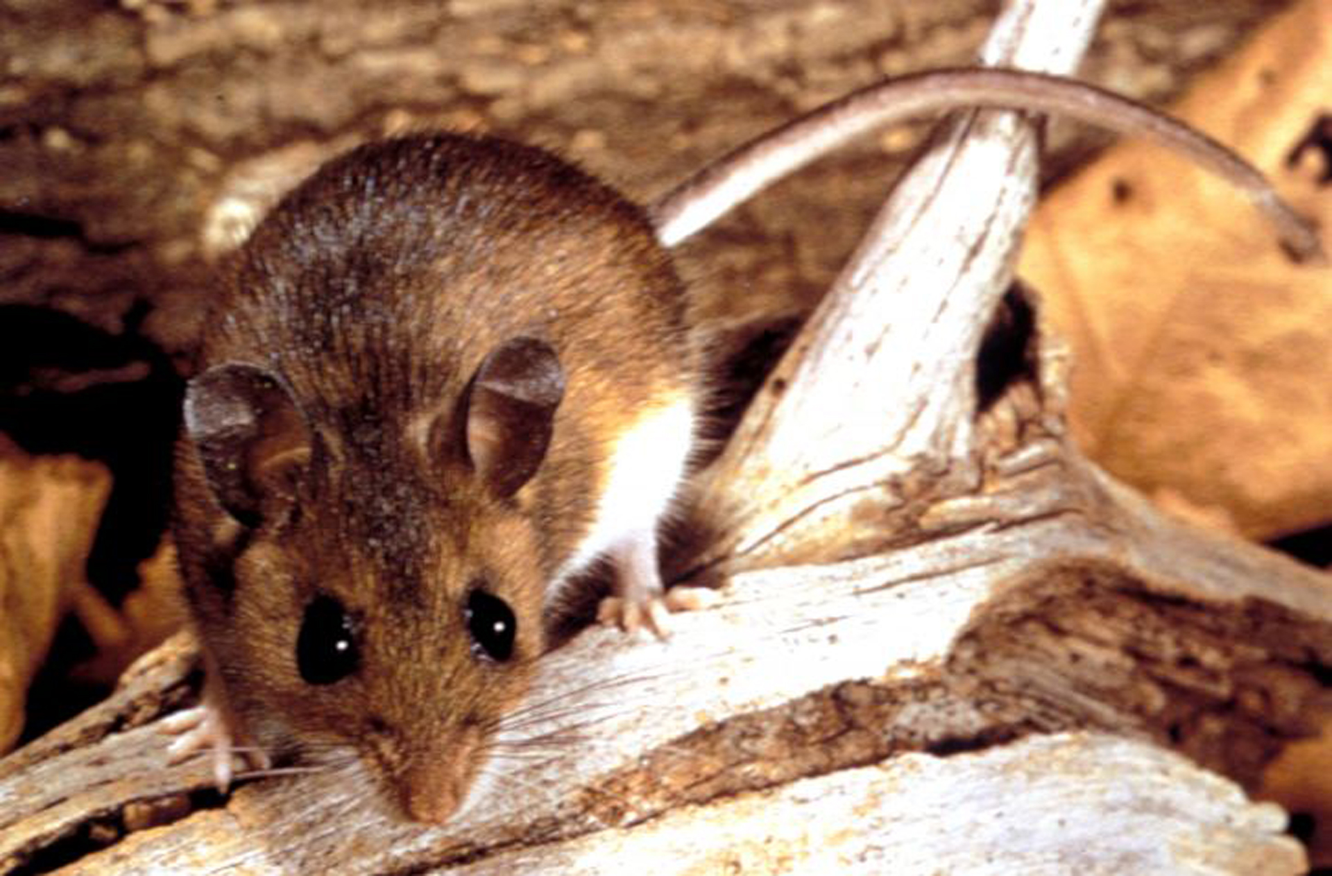 Brote de hantavirus en la Argentina: la situación actual y las recomendaciones de los expertos Hantavirus