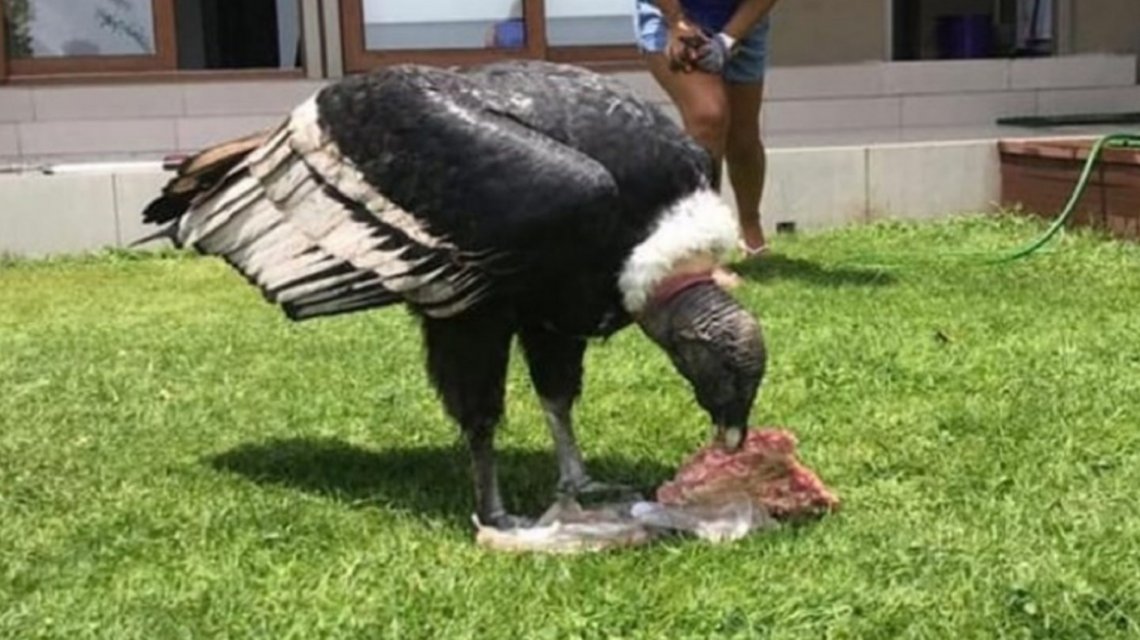 condor condor